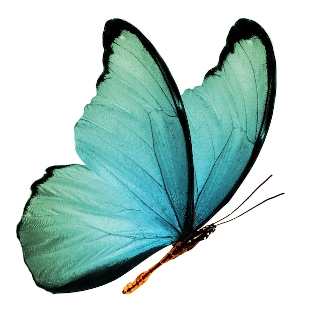 Beautiful wings of a blue butterfly isolated on a white background