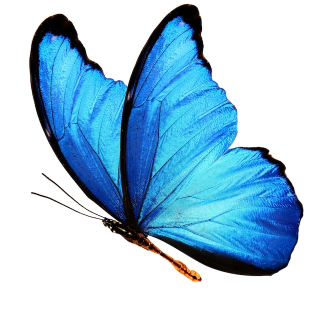 Beautiful wings of a blue butterfly isolated on a white background