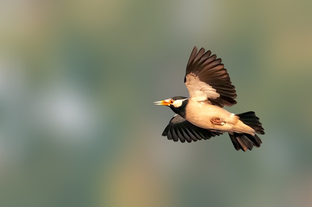 Beautiful wingspan of a pied starling in flight