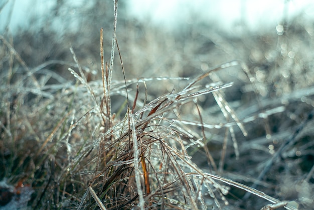 Bellissimo bacground invernale di erba selvatica ricoperta di ghiaccio