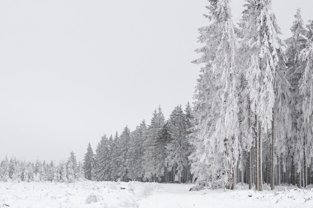 Beautiful winter background of spruce forest