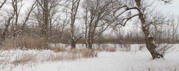 Красивый зимний сельский пейзаж с большим количеством снега