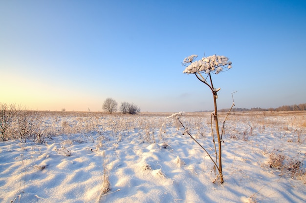 Beautiful winter field landscape at sunset