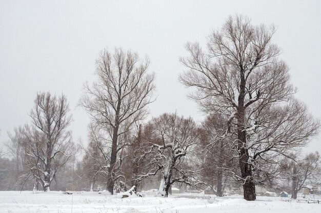 美しい冬の森に覆われた雪、美しい景色の冬の森