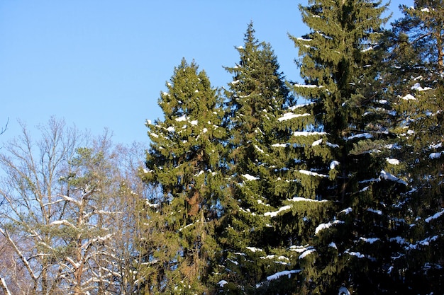 Beautiful winter forest landscape