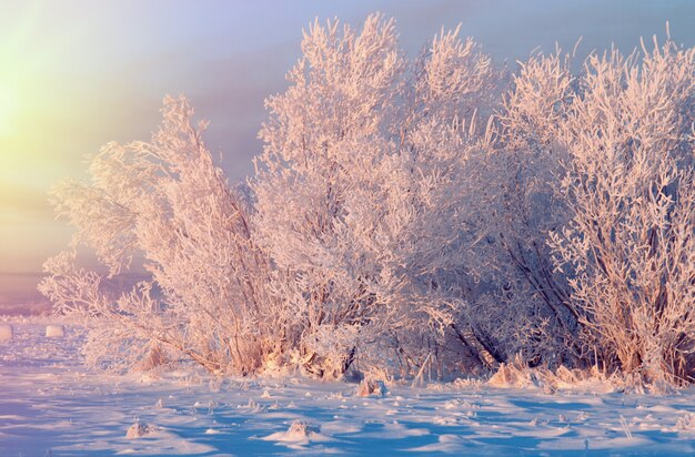 Premium Photo | Beautiful winter forest landscape