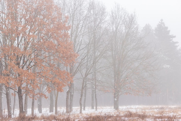 Bella foresta invernale o parco nella nebbia bellissimi alberi di nebbia nella nebbia