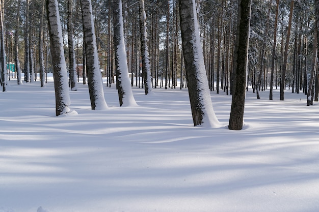 Foto foresta invernale o parco nella neve