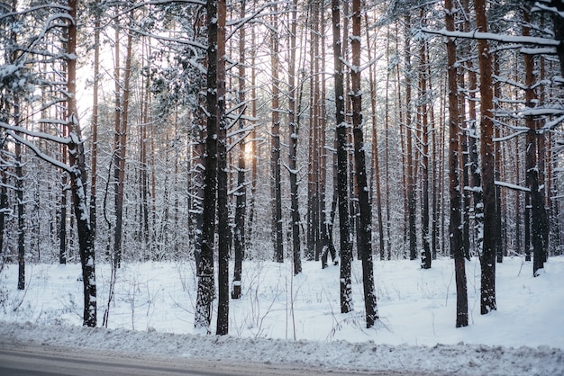 Bella foresta invernale, tronchi d'albero di pino coperti di neve