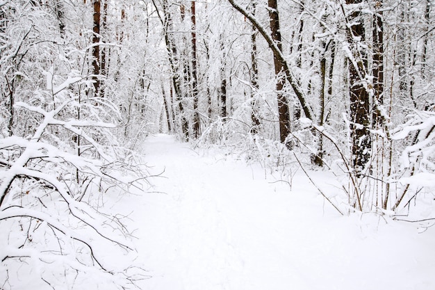 Beautiful winter forest and the road