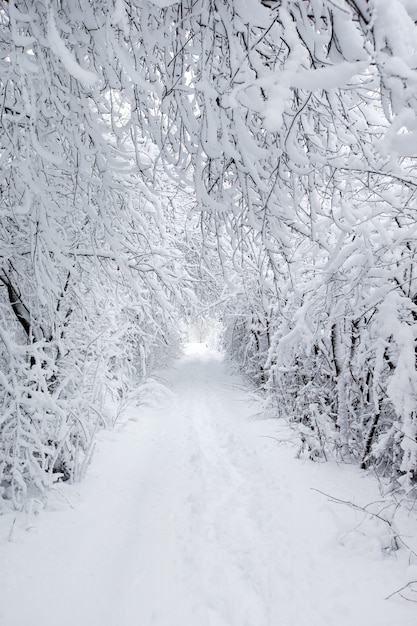 아름다운 겨울 숲과 길