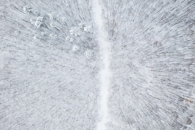 Beautiful winter forest and the road