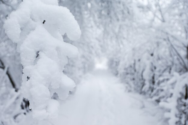 Beautiful winter forest and the road