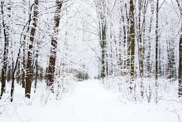 Beautiful winter forest  and the road