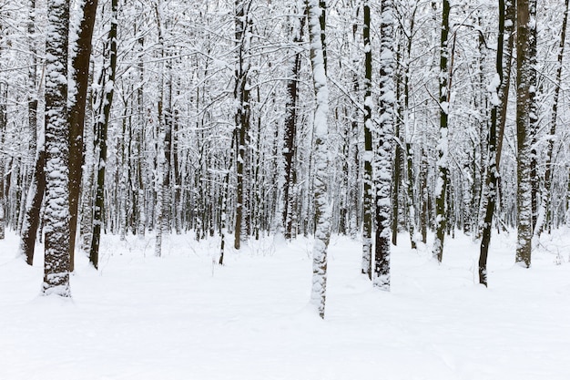 Beautiful winter forest and the road