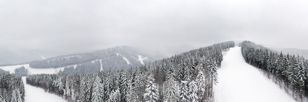 Beautiful winter forest and the road