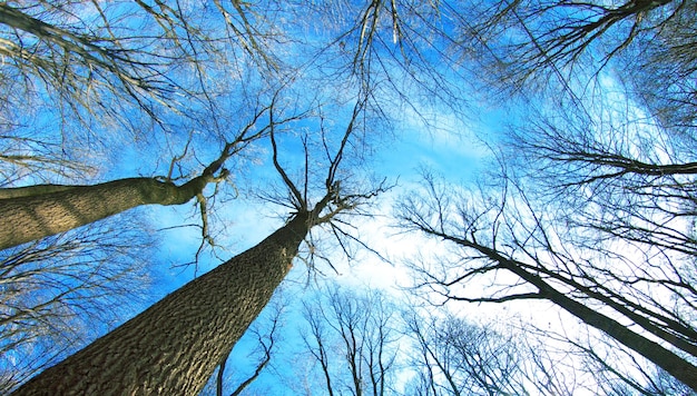 美しい冬の森と空