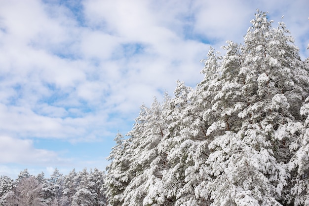 Bella foresta invernale in uno spesso strato di neve soffice