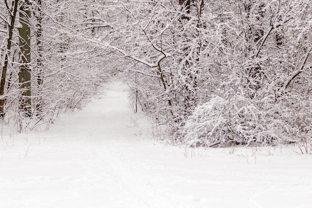 Beautiful winter forest with a beaten path