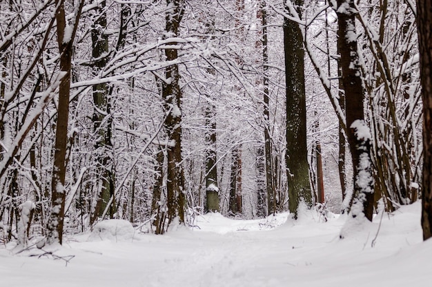 Beautiful winter forest with a beaten path