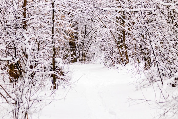 Beautiful winter forest with a beaten path