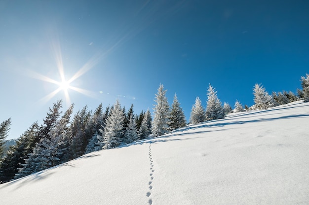 明るい晴れた日、風景に雪に覆われた木々と美しい冬の森