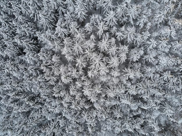 Beautiful winter forest with snowy trees aerial view