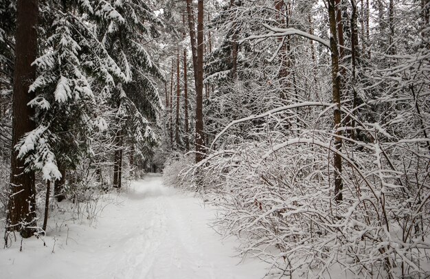 눈 덮인 나무와 푹신한 눈으로 덮인 얇은 나뭇가지가 많은 하얀 도로가 있는 아름다운 겨울 숲