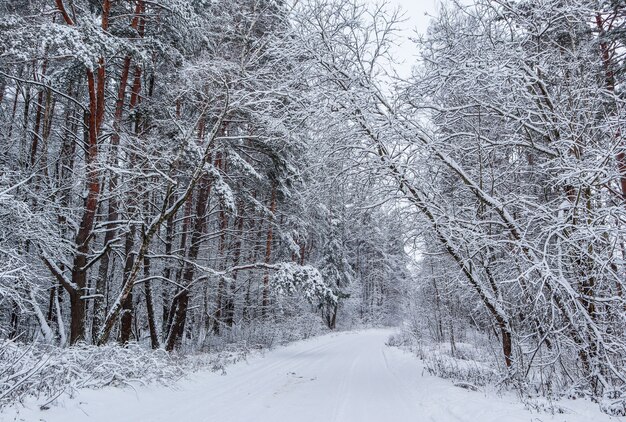 Beautiful winter forest with snowy trees and a white road  lot of thin twigs covered with snow