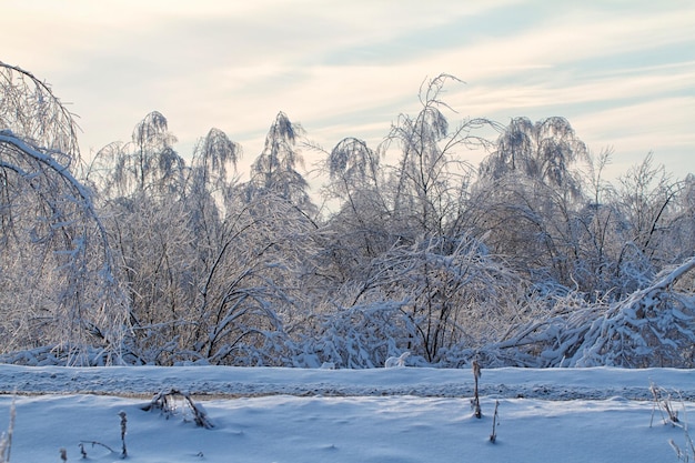 Beautiful winter forest