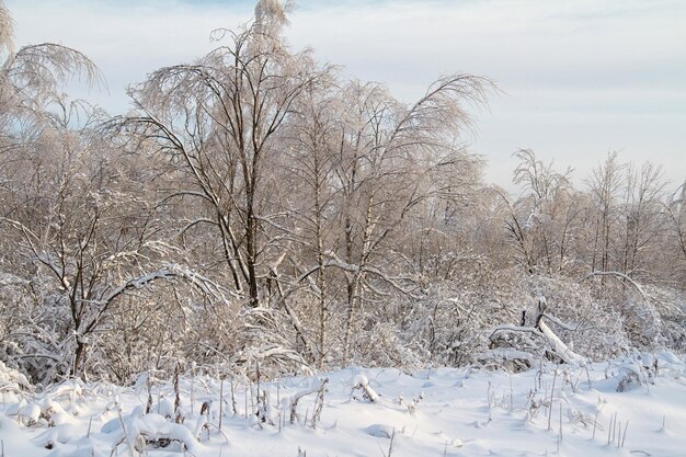 Beautiful winter forest