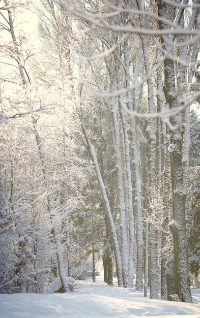 美しい冬の森
