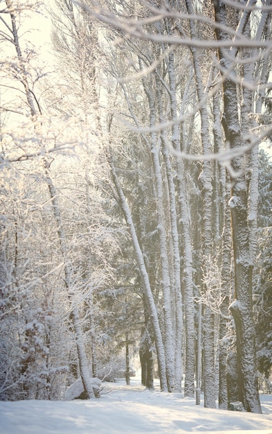 Beautiful winter forest