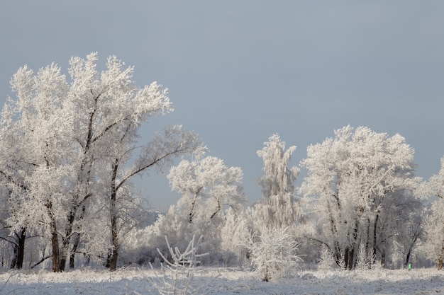 Beautiful winter frosty forest covered with snow and hoarfrost