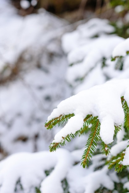 Beautiful winter green coniferous forest on the slopes of the mountains Outdoor recreation in the winter season