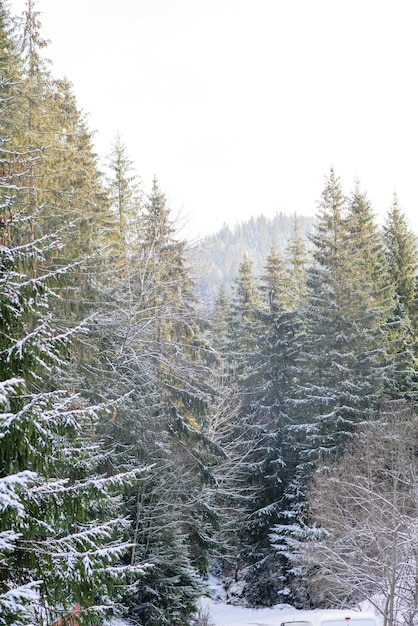 Beautiful winter green coniferous forest on the slopes of the\
mountains outdoor recreation in the winter season