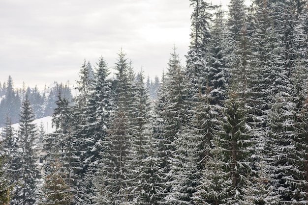 Beautiful winter green coniferous forest on the slopes of the\
mountains outdoor recreation in the winter season