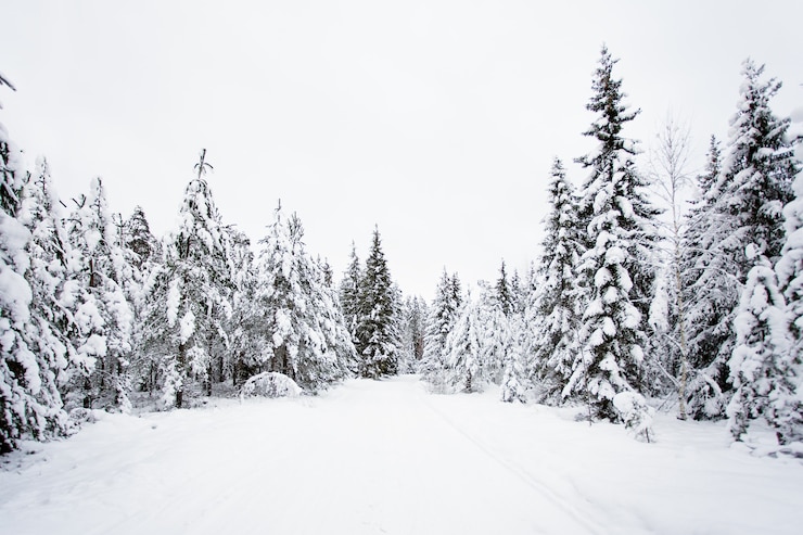 Photo 美しい冬の風景の背景-雪の森