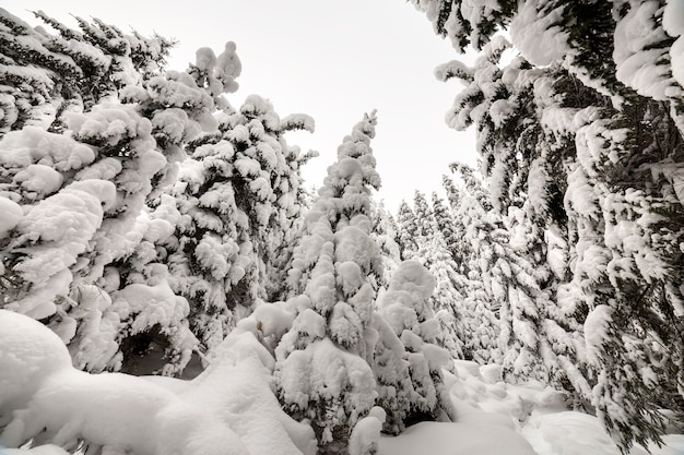 美しい冬の風景。きれいな深い雪で覆われた背の高い濃い緑のトウヒの木の密な山林。