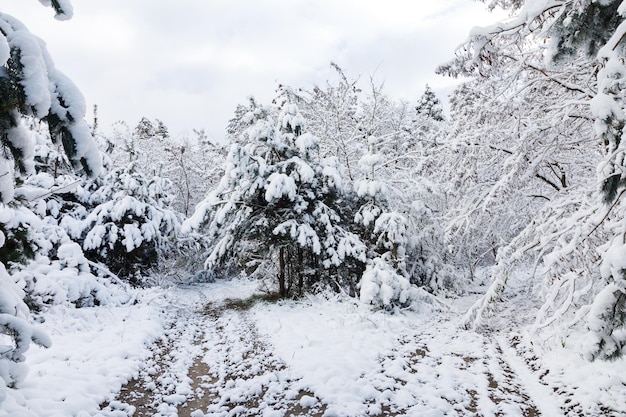 Beautiful winter landscape Forest in winter