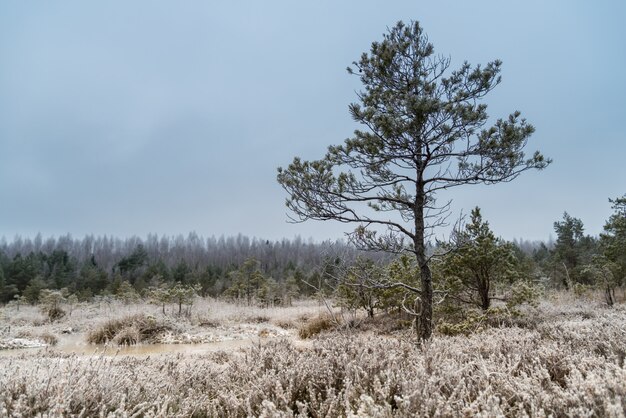 Beautiful winter landscape, hoarfrost on a swamp