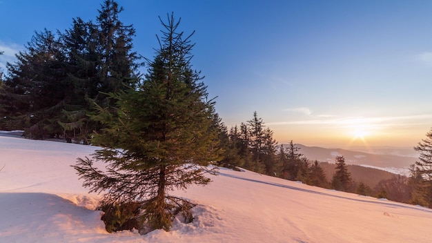 山の美しい冬の風景太陽がモミの木の雪に覆われた枝を突破地面と新鮮なふわふわの雪の厚い層で覆われた木