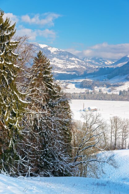 澄んだ空の下に雪に覆われた木々と背景にスイスアルプスがあるグリュイエールの城の近くの美しい冬の風景