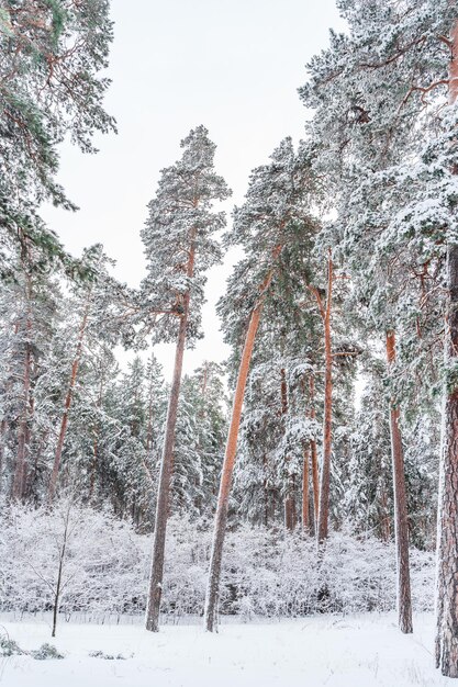 Beautiful winter landscape of pine forest with snow