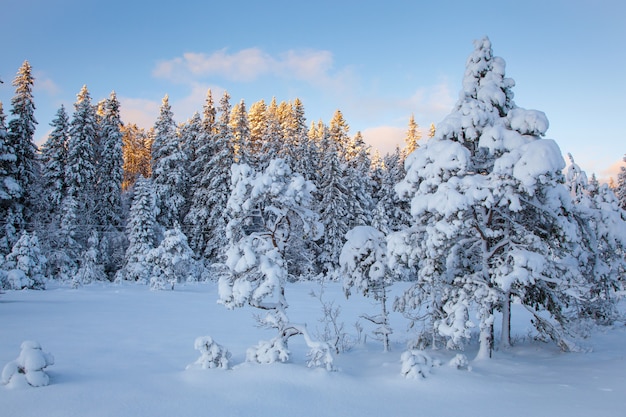 Beautiful winter landscape snow tree