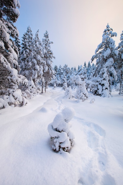 Beautiful winter landscape snow tree