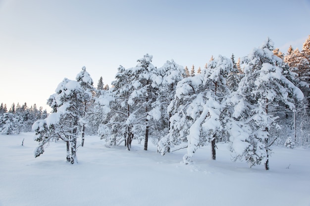 美しい冬の風景雪の木