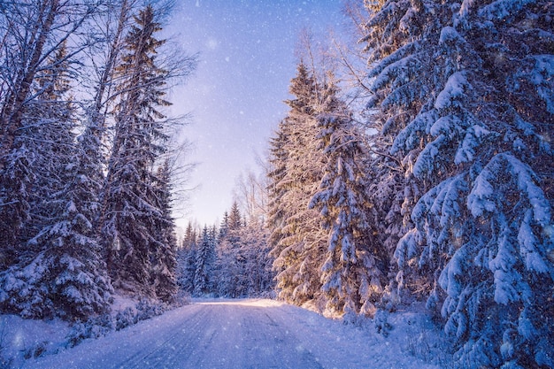 Beautiful winter landscape snowy forest on sunny day in Finland