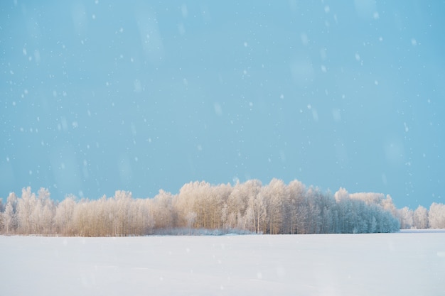 テキスト用のスペースと雪に覆われた森の美しい、冬の風景。