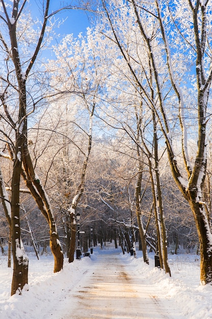 Beautiful winter landscape. Snowy road in white winter forest